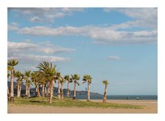 Palmen am Strand