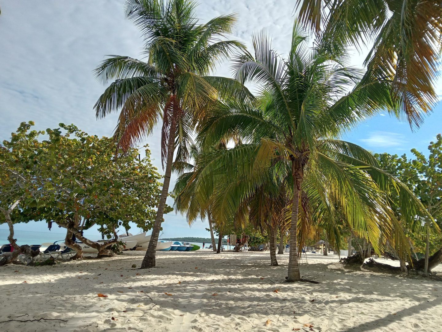 Palmen am Strand