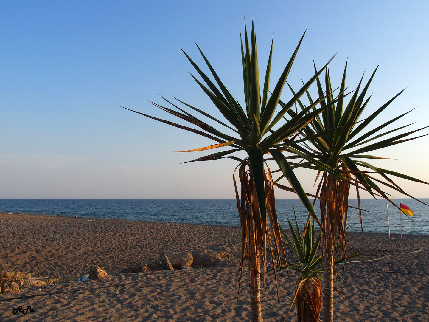 Palmen am Strand