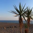 Palmen am Strand