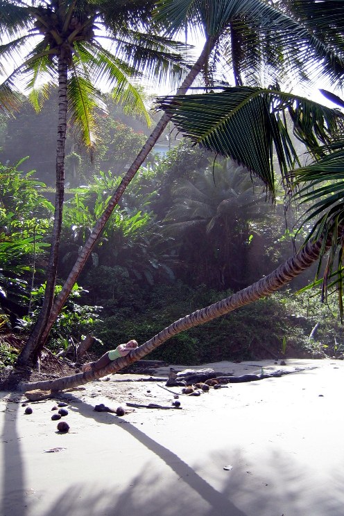 Palmen am Strand