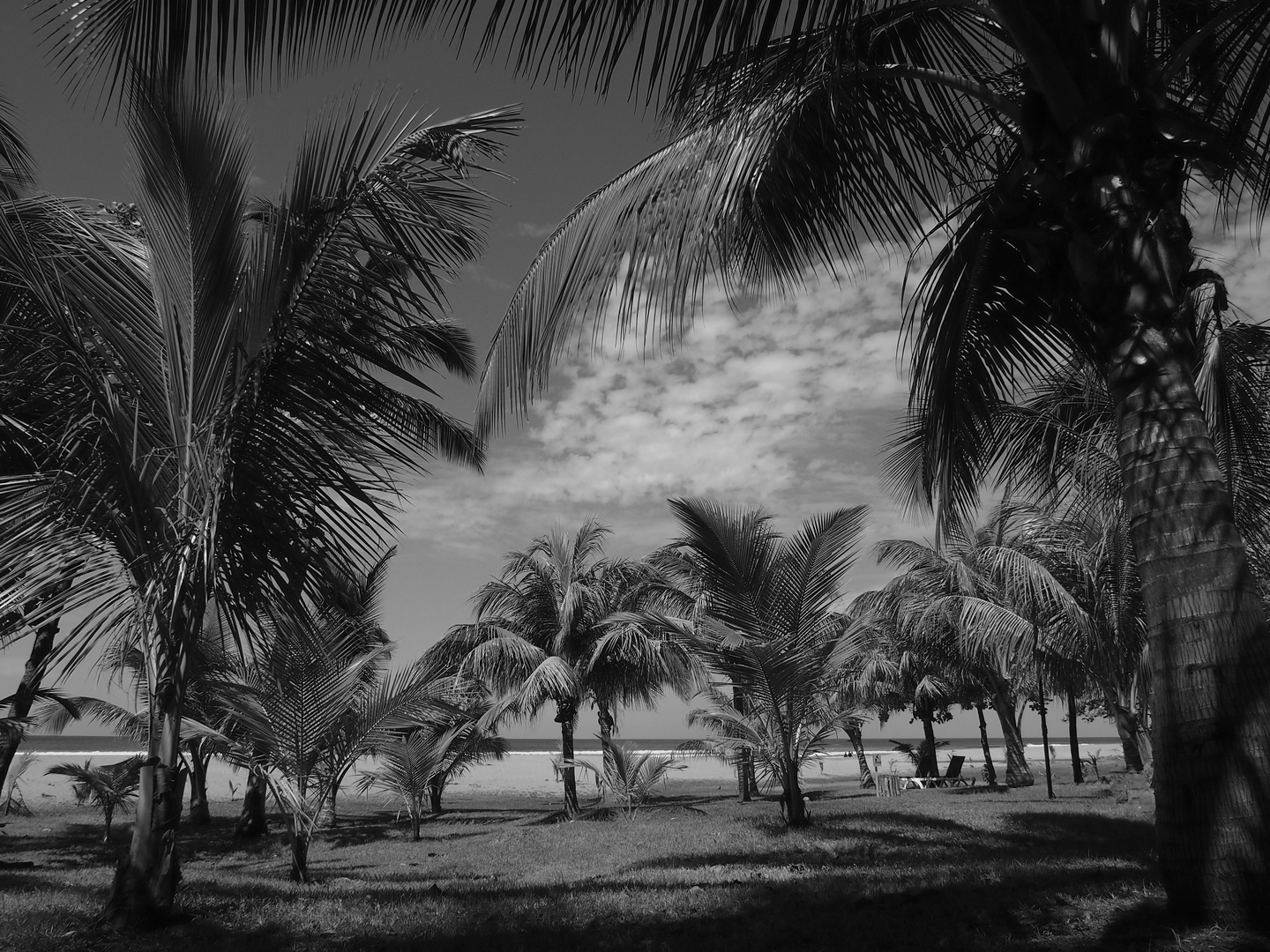 Palmen am Strand in Nicaragua
