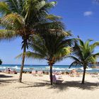 Palmen am Strand vom Breezes Grand Lido Braco in Rio Bueno