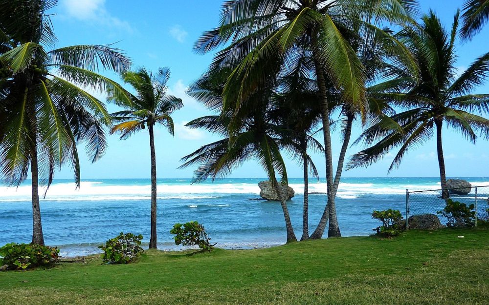 Palmen am Strand von Barbados