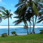 Palmen am Strand von Barbados