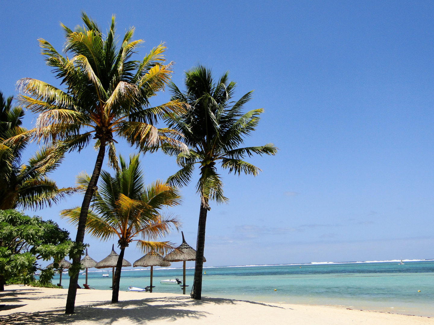 Palmen am Strand von Bel Ombre, Mauritius