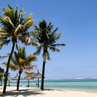 Palmen am Strand von Bel Ombre, Mauritius