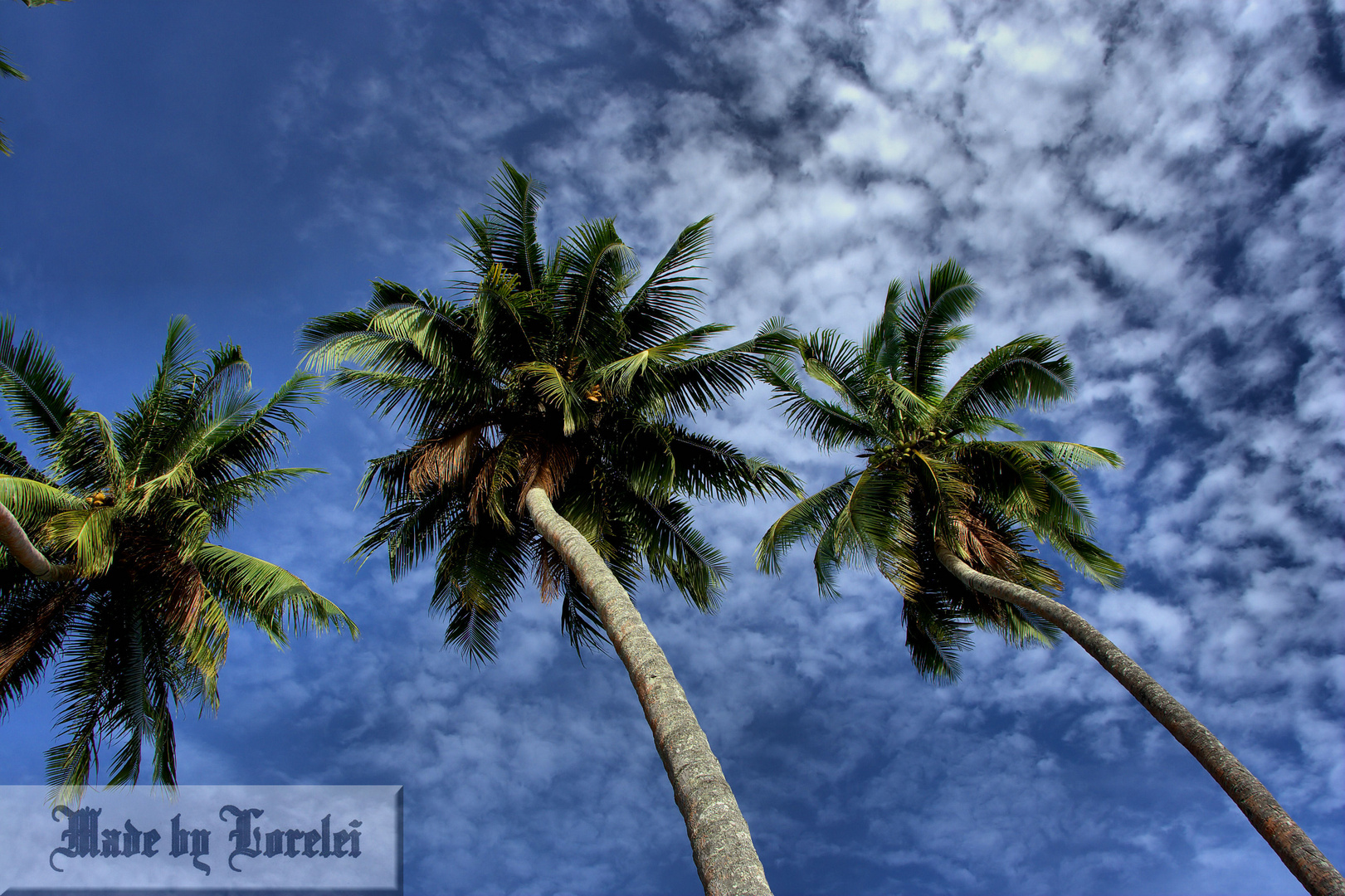 Palmen am Strand von Madang