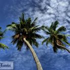 Palmen am Strand von Madang