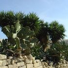 Palmen &amp; Kaktusfeigen