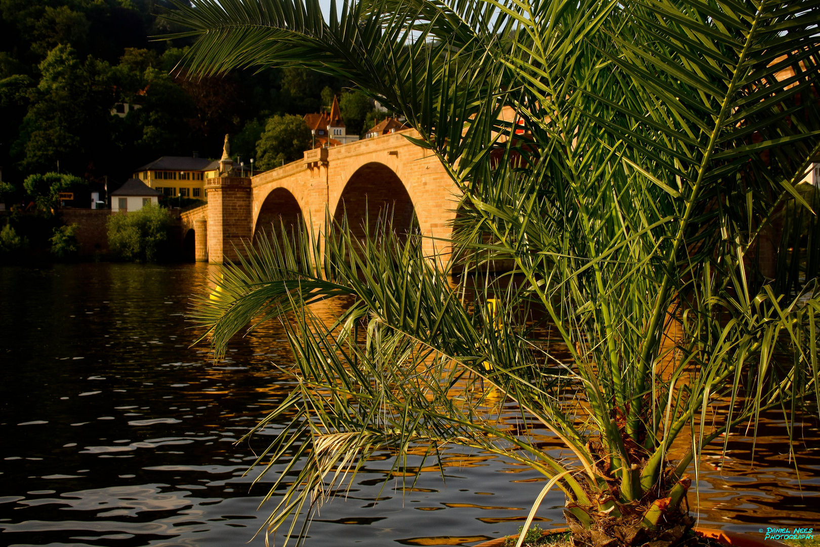 Palmen an der Alten Brücke