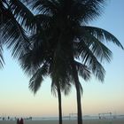 Palmen an der Copacabana
