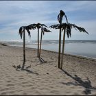 Palmen an der Ostsee ??