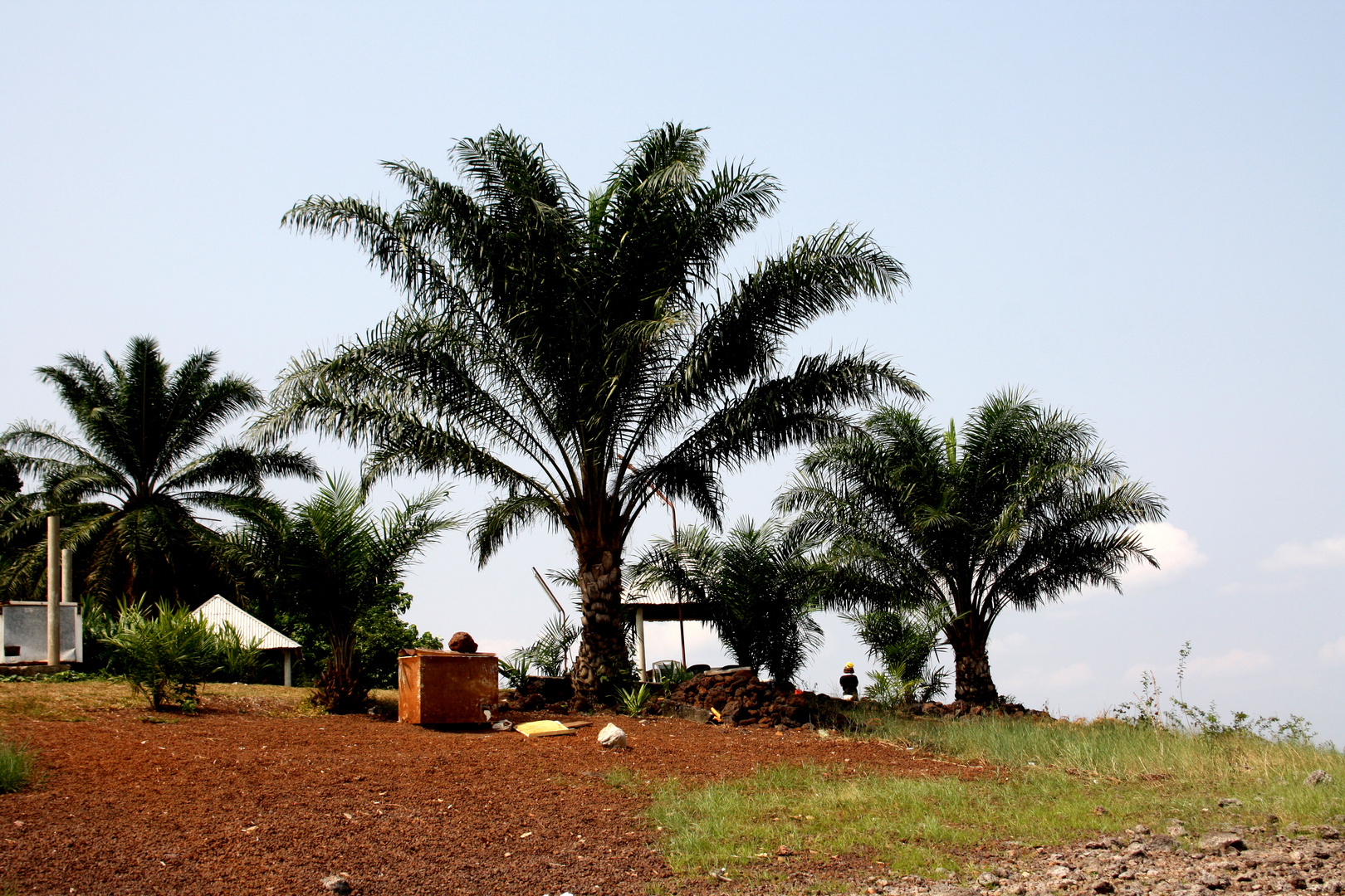 Palmen auf der Insel