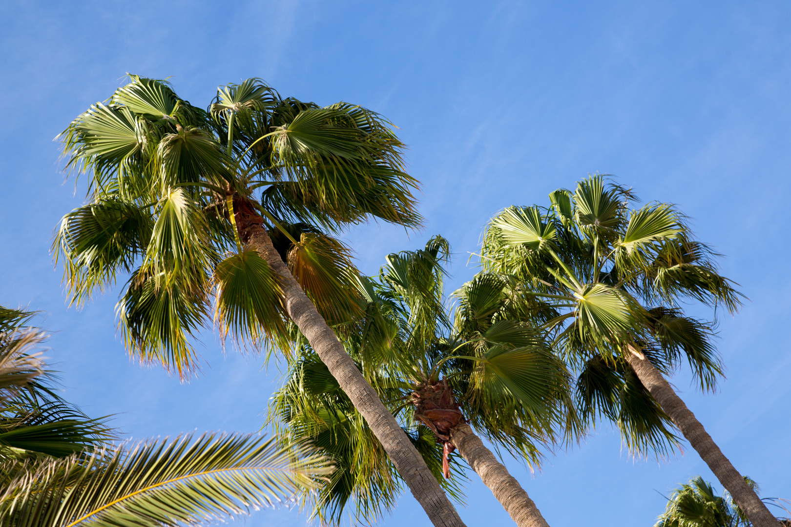 Palmen auf Gran Canaria