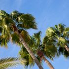 Palmen auf Gran Canaria