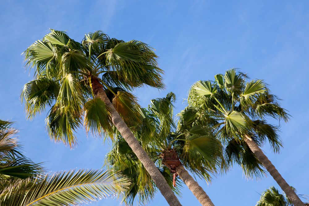 Palmen auf Gran Canaria