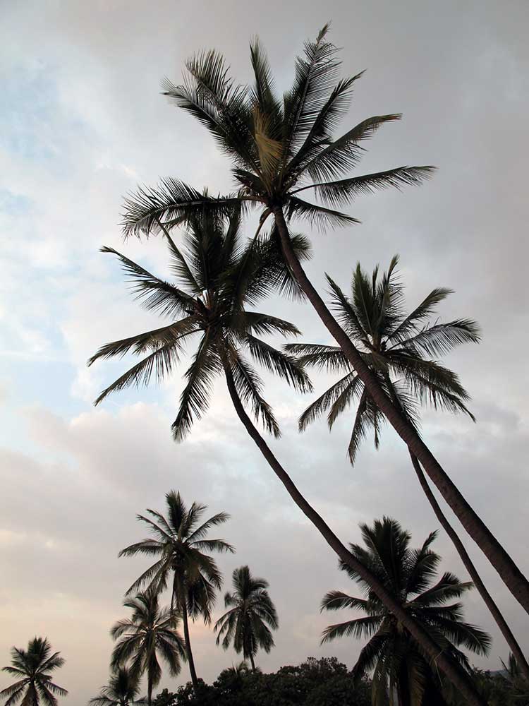 Palmen auf Hawaii