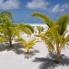 Palmen auf Honeymoon Island