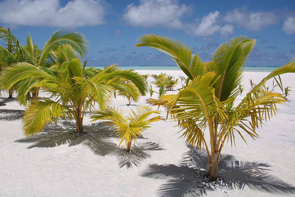 Palmen auf Honeymoon Island