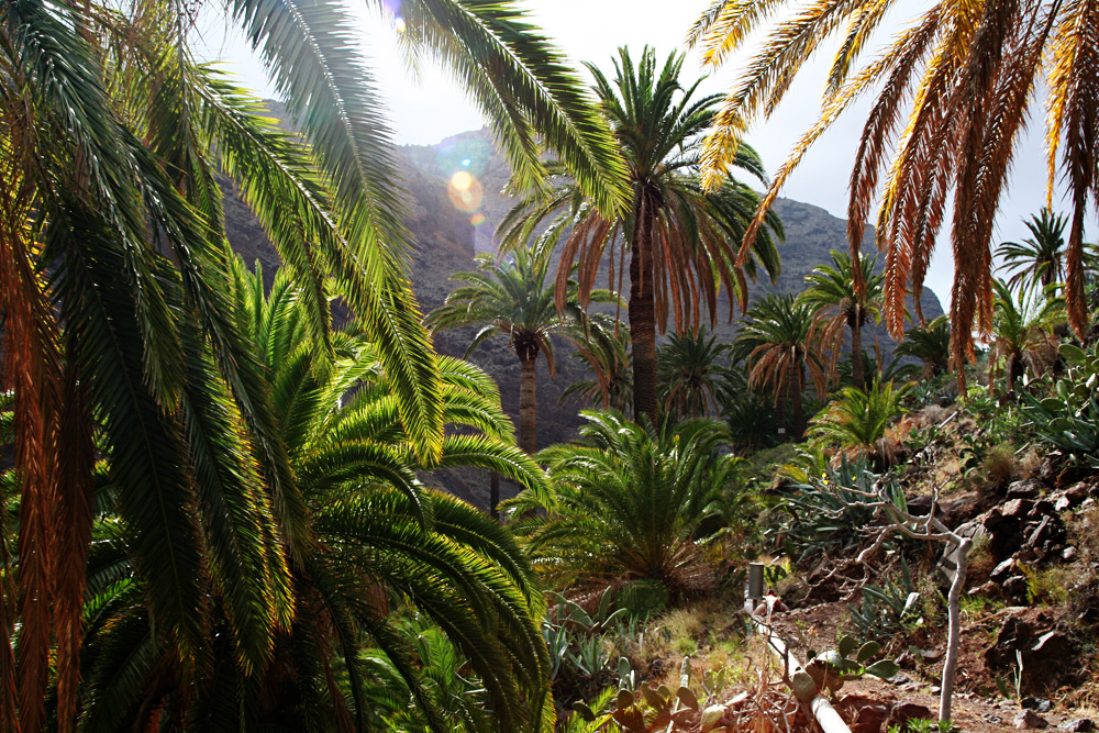 Palmen auf La Gomera