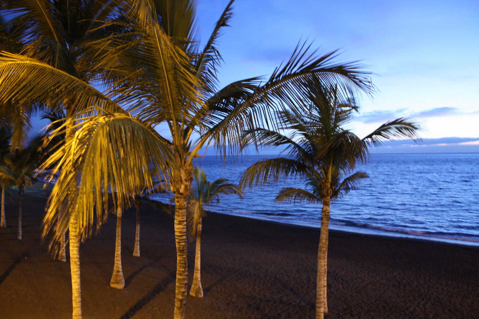 Palmen auf La Palma