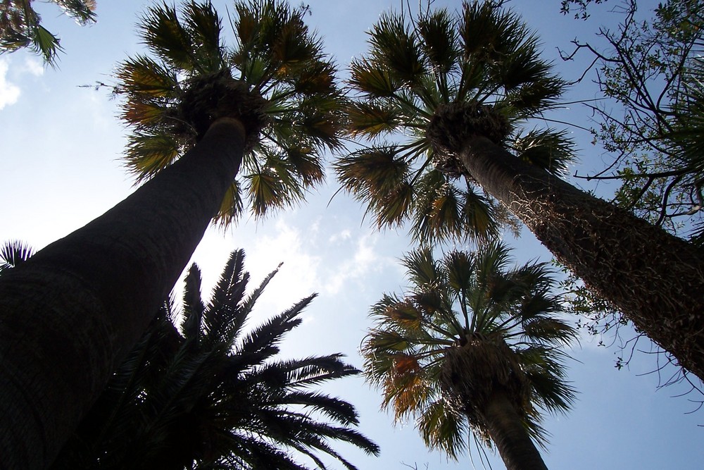 Palmen auf Mallorca