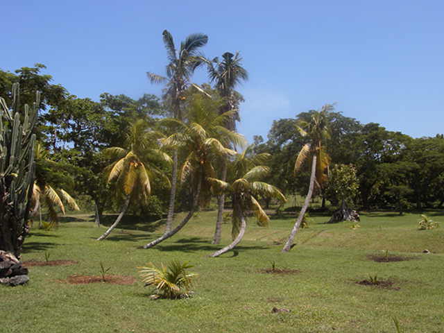 Palmen auf Mauritius