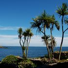 Palmen auf Mousehole / Cornwall