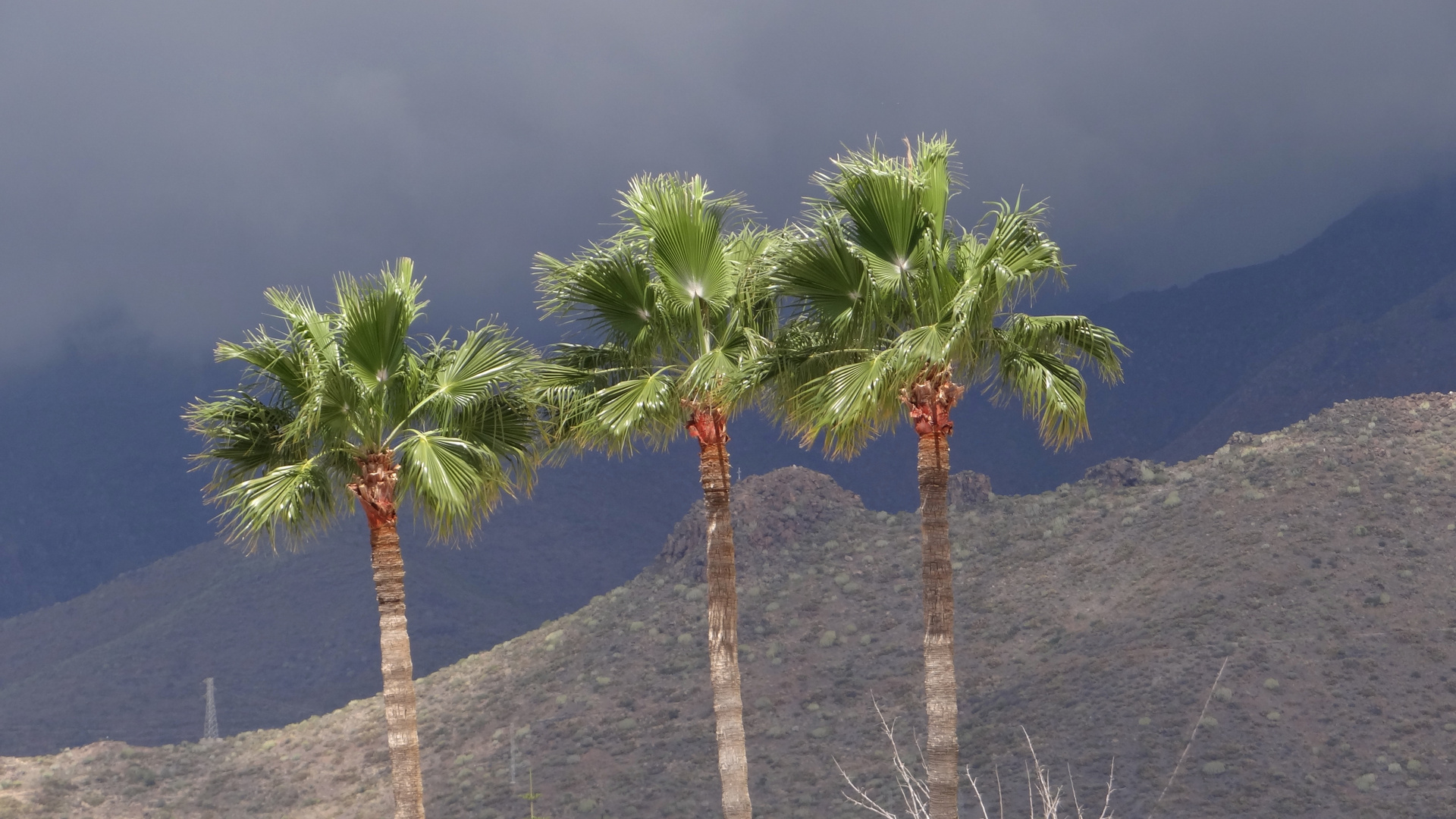 Palmen auf Teneriffas Gebige