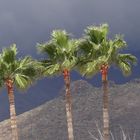 Palmen auf Teneriffas Gebige