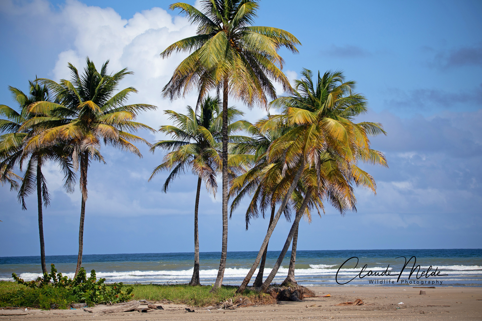 Palmen auf Trinidad 