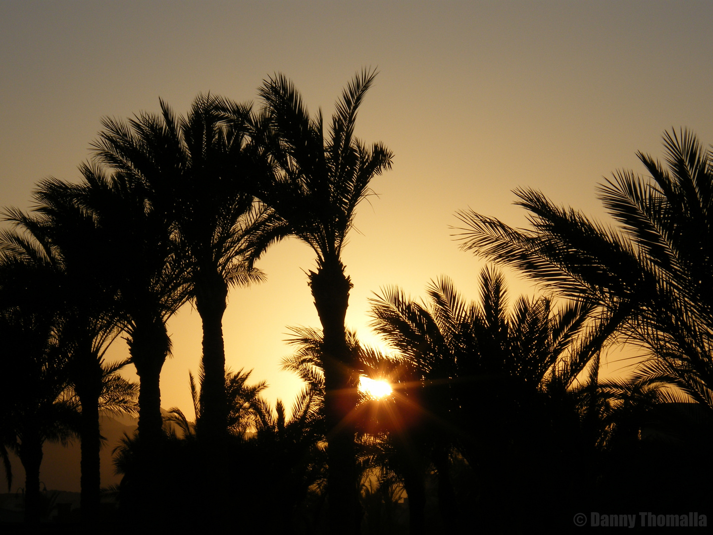 Palmen bei Sonnenuntergang