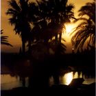 Palmen beim Sonnenuntergang