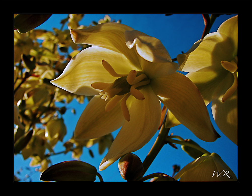 Palmen Blüte