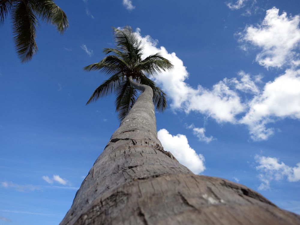 Palmen der Karibik