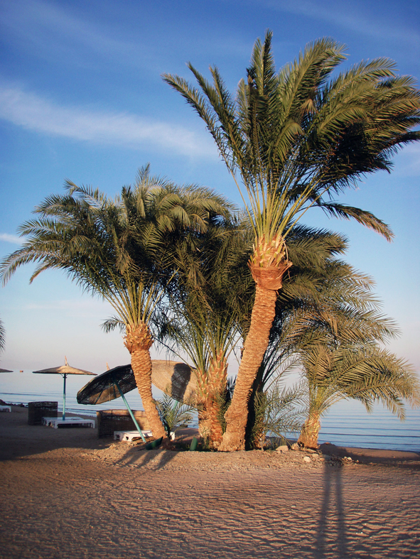 Palmen El Gouna 