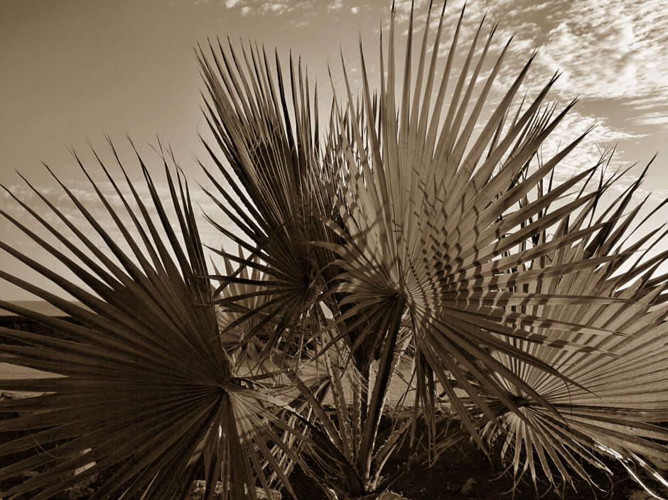 Palmen-Fächer