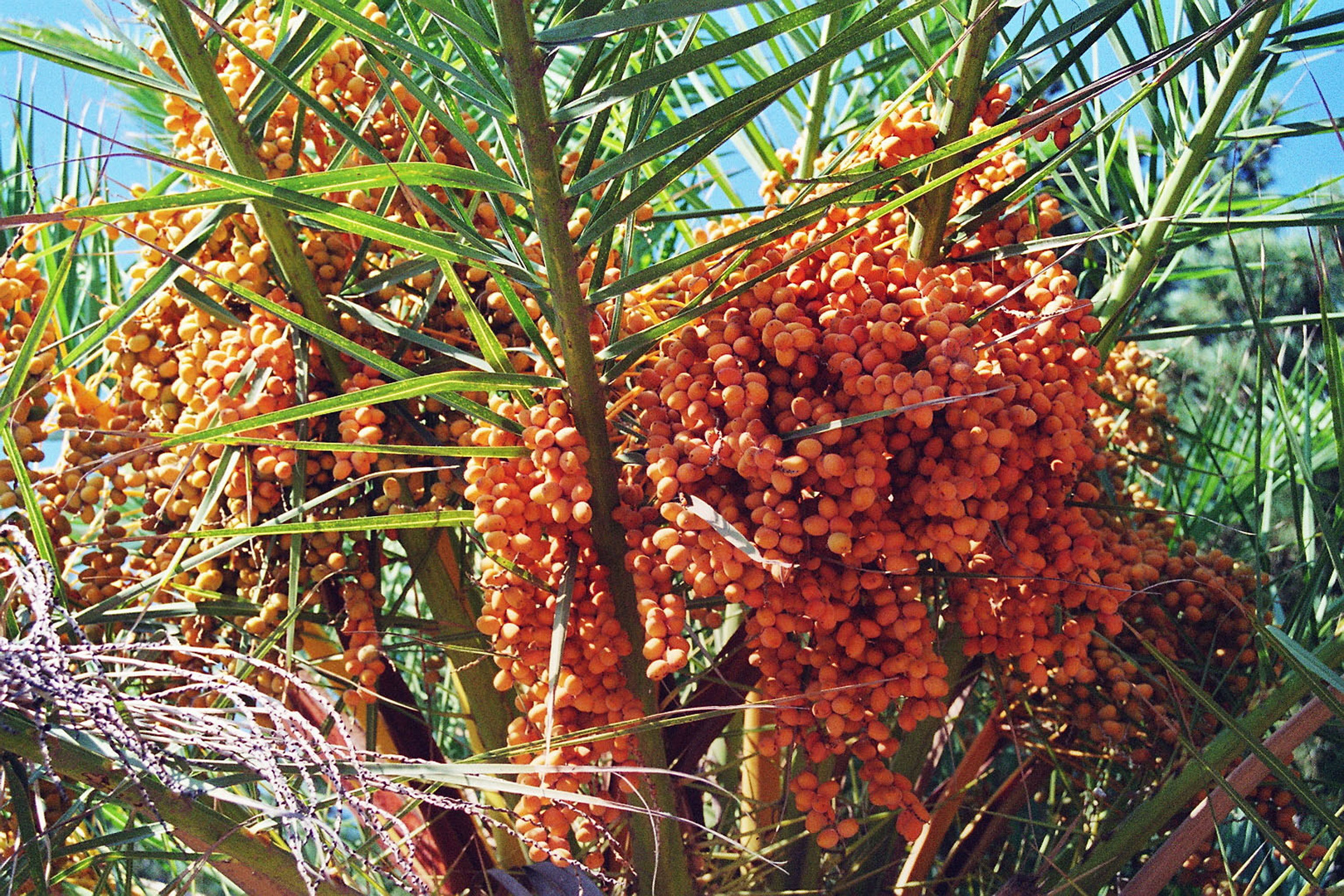 Palmen - Frucht