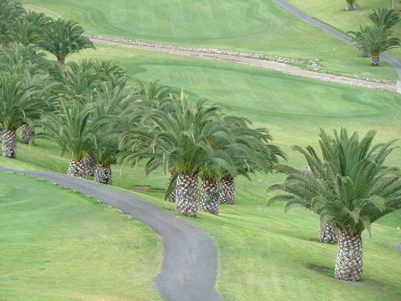 Palmen Golfplatz Salobre Gran Canaria