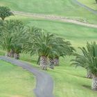 Palmen Golfplatz Salobre Gran Canaria