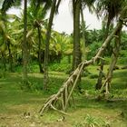 Palmen Hain, Sri Lanka