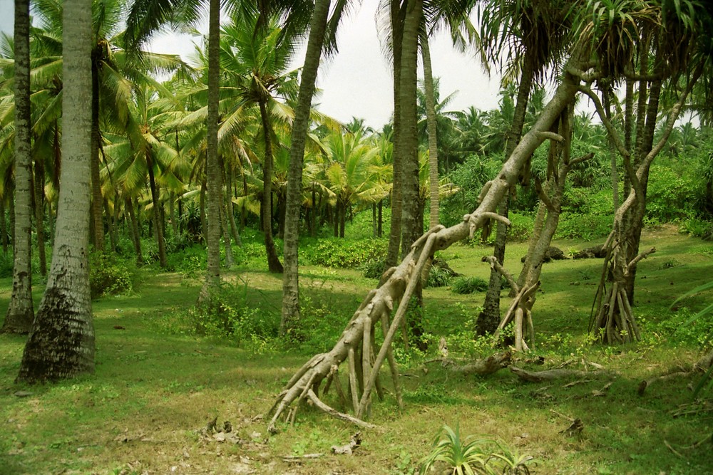 Palmen Hain, Sri Lanka