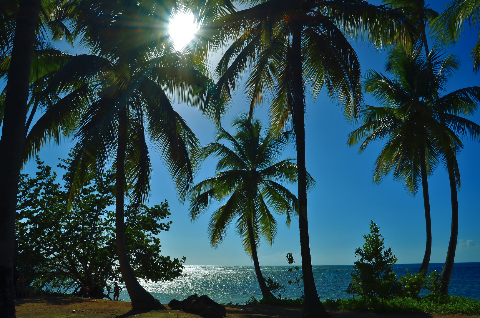 Palmen-hinter-Beach