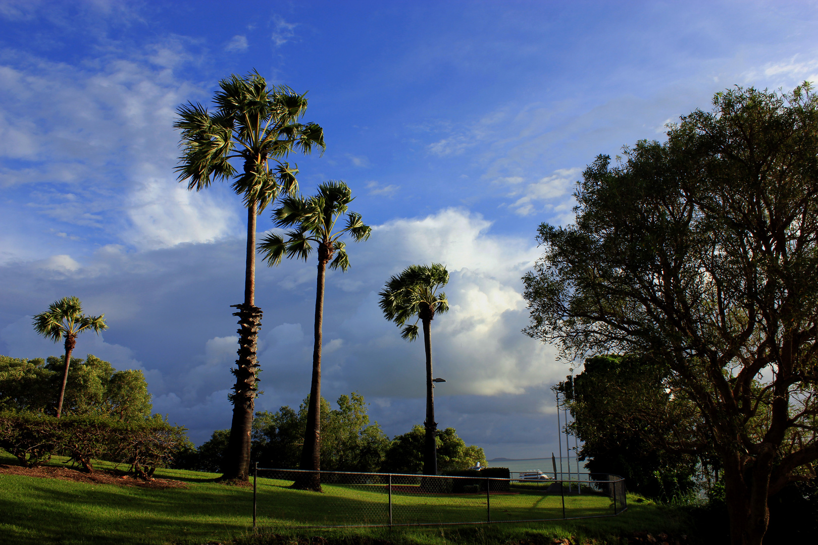 Palmen im Bicentennial Park, Darwin