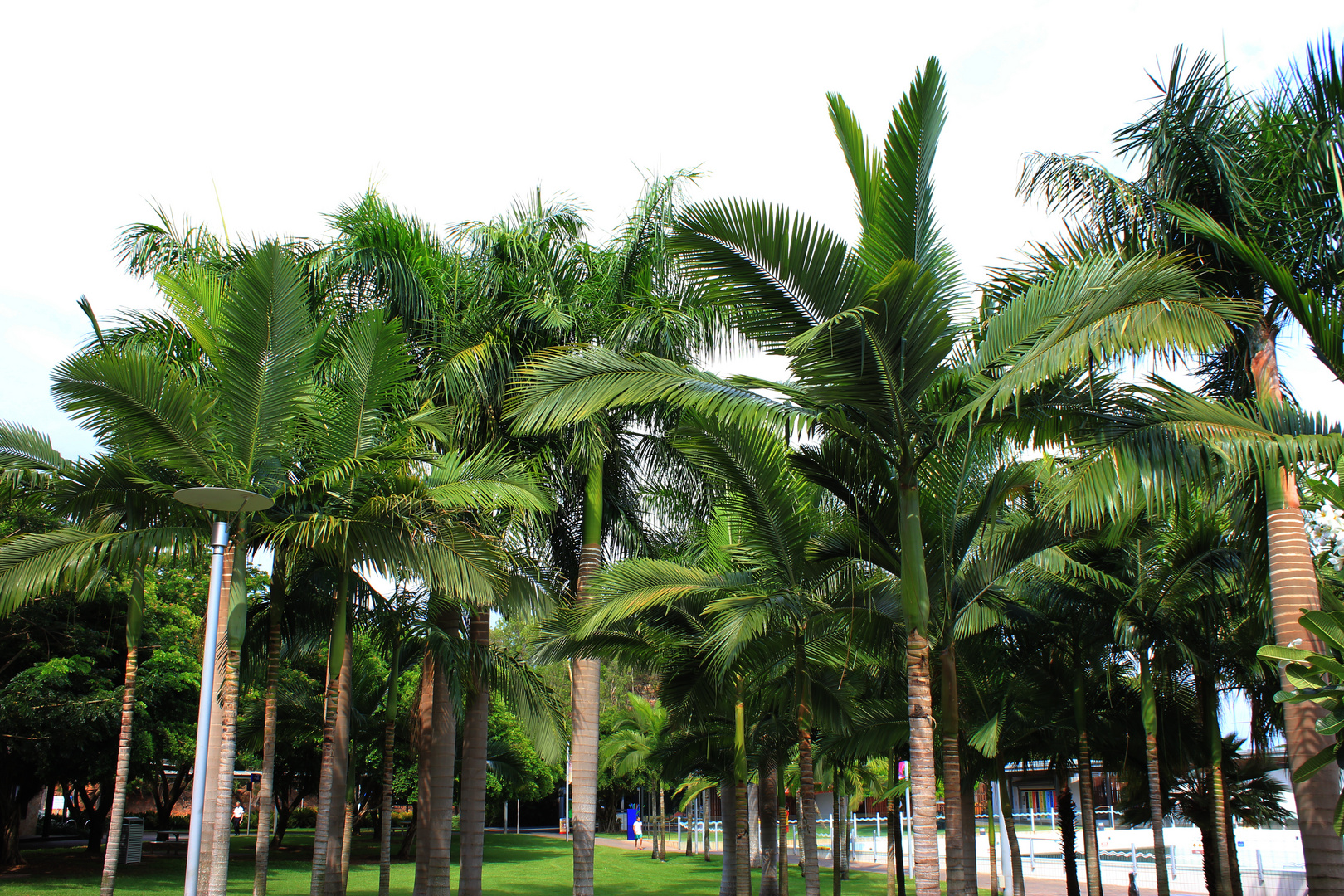 Palmen im Darwin Waterfront Precinct