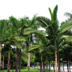 Palmen im Darwin Waterfront Precinct