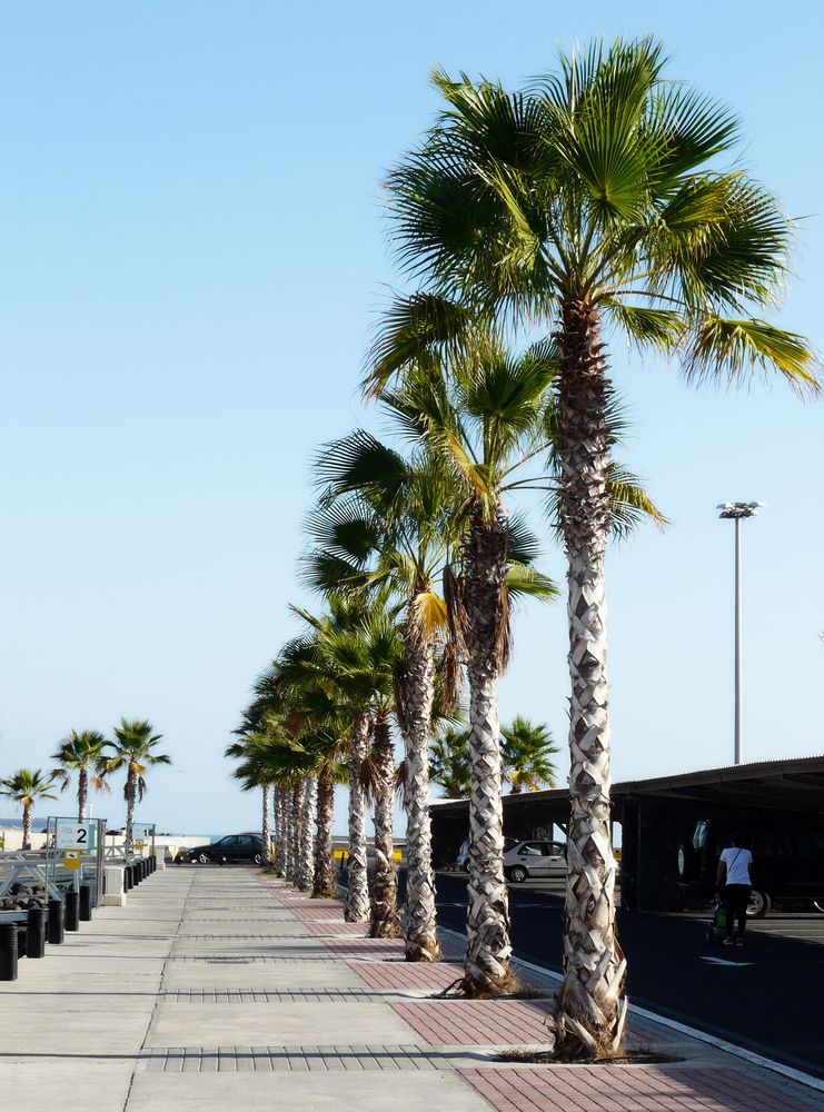 Palmen im Hafen von Tazacorte