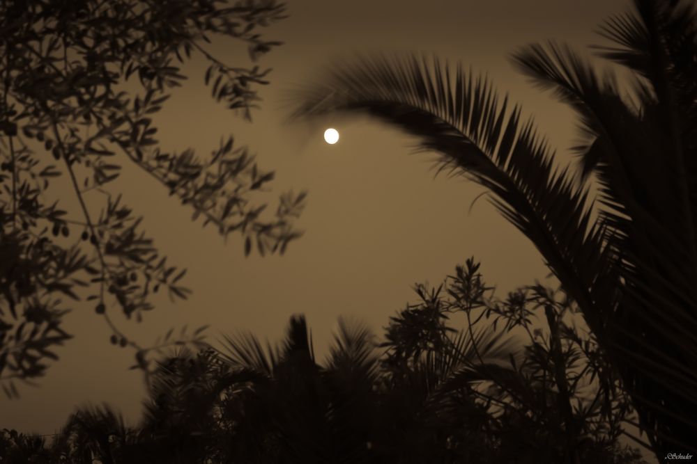 Palmen im Mondlicht