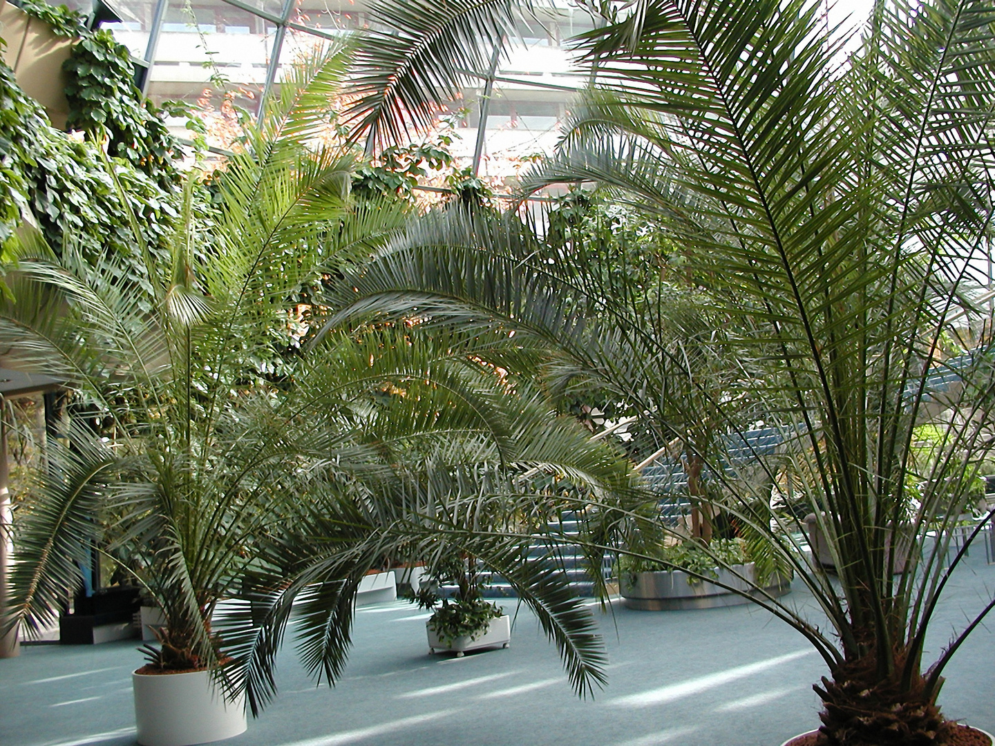 Palmen im Pavillon der psychosomat. Klinik der Rhönklinik Bad Neustadt